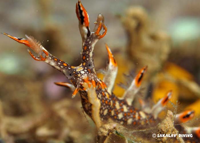Nudibranchs and planarians of Nosy Be